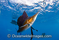 Sailfish feeding on sardines Photo - Chris & Monique Fallows