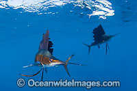Sailfish feeding on sardines Photo - Chris & Monique Fallows