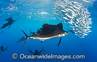 Sailfish feeding on sardines Photo - Chris & Monique Fallows