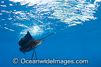 Sailfish feeding on sardines Photo - Chris & Monique Fallows