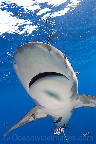 Oceanic Whitetip Shark photo Oceanic Whitetip Shark photo