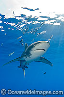 Oceanic Whitetip Shark Photo - Chris & Monique Fallows