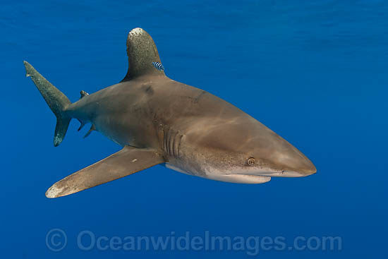 Oceanic Whitetip Shark photo Oceanic Whitetip Shark photo