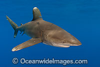 Oceanic Whitetip Shark Photo - Chris & Monique Fallows