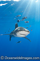 Oceanic Whitetip Shark Photo - Chris & Monique Fallows