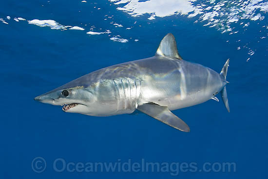 Shortfin Mako Shark photo