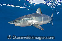 Shortfin Mako Shark Photo - Chris & Monique Fallows