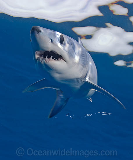 Shortfin Mako Shark photo