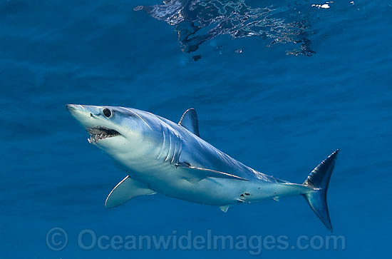 Shortfin Mako Shark photo