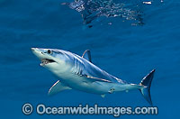 Shortfin Mako Shark Photo - Chris & Monique Fallows