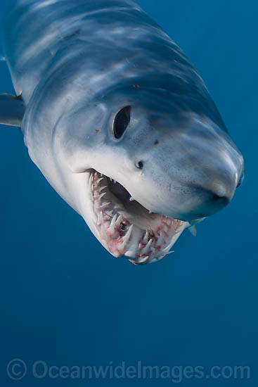 Shortfin Mako Shark photo