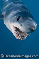 Shortfin Mako Shark Photo - Chris & Monique Fallows