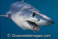 Shortfin Mako Shark Photo - Chris & Monique Fallows
