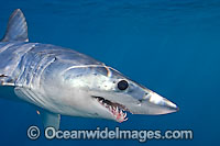 Shortfin Mako Shark Isurus oxyrinchus Photo - Chris & Monique Fallows