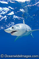 Shortfin Mako Shark Photo - Chris & Monique Fallows