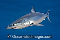 Shortfin Mako Shark Photo - Chris & Monique Fallows