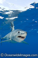 Shortfin Mako Shark Photo - Chris & Monique Fallows