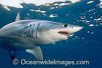 Shortfin Mako Shark Photo - Chris & Monique Fallows
