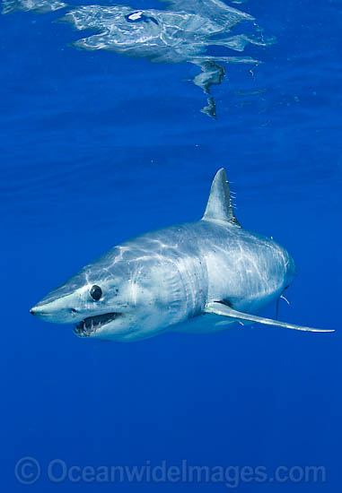 Shortfin Mako Shark Isurus oxyrinchus photo