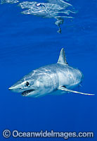 Shortfin Mako Shark Isurus oxyrinchus Photo - Chris & Monique Fallows
