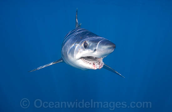 Shortfin Mako Shark photo