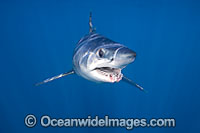 Shortfin Mako Shark Photo - Chris & Monique Fallows
