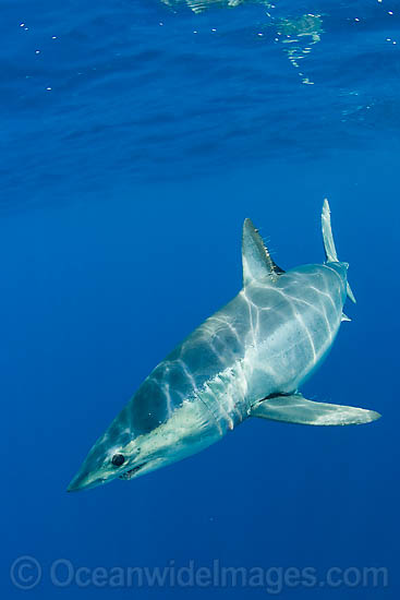 Shortfin Mako Shark photo Shortfin Mako Shark photo