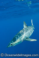Shortfin Mako Shark Photo - Chris & Monique Fallows