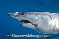 Shortfin Mako Shark Isurus oxyrinchus Photo - Chris & Monique Fallows