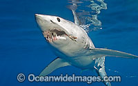 Shortfin Mako Shark Photo - Chris & Monique Fallows