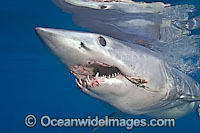 Shortfin Mako Shark Photo - Chris & Monique Fallows