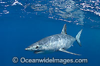 Shortfin Mako Shark Isurus oxyrinchus Photo - Chris & Monique Fallows