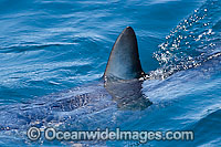 Shortfin Mako Shark Photo - Chris & Monique Fallows