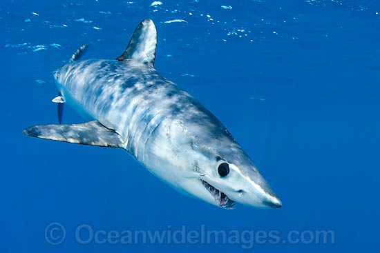 Shortfin Mako Shark photo