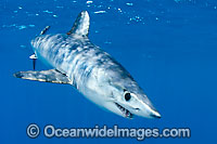 Shortfin Mako Shark Photo - Chris & Monique Fallows