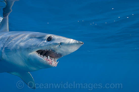 Shortfin Mako Shark photo Shortfin Mako Shark photo