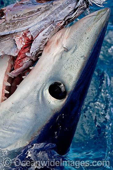 Shortfin Mako Shark Isurus oxyrinchus photo