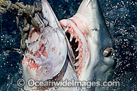 Shortfin Mako Shark Photo - Chris & Monique Fallows