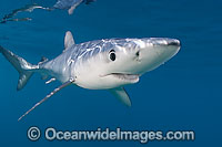 Blue Shark Photo - Chris & Monique Fallows