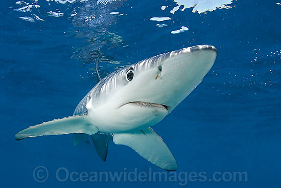 Blue Shark Prionace glauca photo Blue Shark Prionace glauca photo