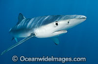 Blue Shark Photo - Chris & Monique Fallows