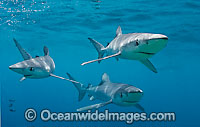 Blue Shark Prionace glauca Photo - Chris & Monique Fallows