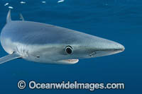 Blue Shark Prionace glauca Photo - Chris & Monique Fallows