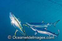 Blue Shark with Yellowfin Tuna Photo - Chris & Monique Fallows
