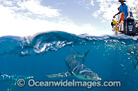 Blue Shark on surface Photo - Chris & Monique Fallows