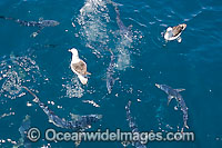 Blue Shark schooling Photo - Chris & Monique Fallows