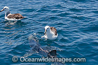 Blue Shark Prionace glauca Photo - Chris & Monique Fallows