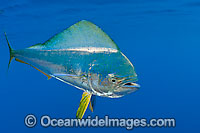 Dolphinfish Coryphaena hippurus Photo - Chris & Monique Fallows