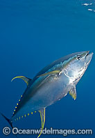 Yellowfin Tuna Thunnus albacares Photo - Chris & Monique Fallows