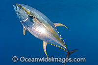 Yellowfin Tuna Photo - Chris & Monique Fallows
